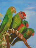 Love Bird