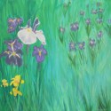 Blue Iris