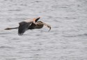 The stork