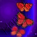 Butterfly