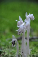 Fragility