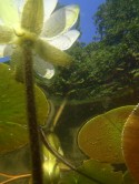 Under water I