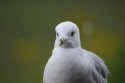 Seagull II