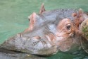 rhinocerus
