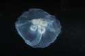 Jelly fish