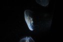 Jelly fish II