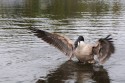 Canadian Goose