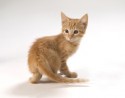 Little Kitty