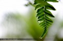 Droplets