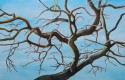 Branches