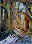 Banyan Light and Shadows