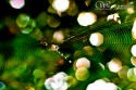 Spider Web