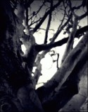 love birds