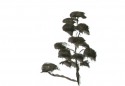 Japanese Gardens 26