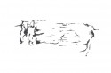 birch trees 04