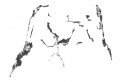 birch trees 05