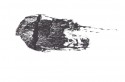 birch trees 12