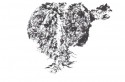 birch trees 14