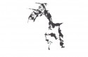 birch trees 15