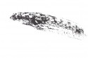birch trees 16
