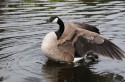 The Canada goose by Octavian Scriuba