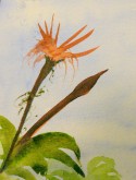 Hana Bloom