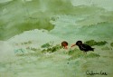 Oyster Catchers