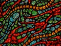 50