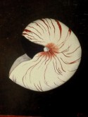 Nautilius