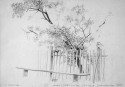 Tree at a fence