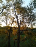 Full Sunrise