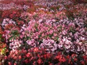 Annuals, Rideau Centre Rooftop Garden
