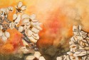 cherry blossum flower painting