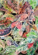 croton