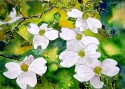 dogwood flowers