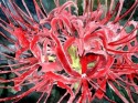 spider lily