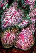 caladiums