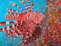 Red Lionfish
