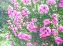 Sunshine on flowers