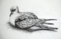 Dove