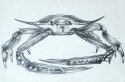Crab