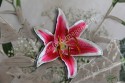 flor1