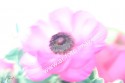 flor 2