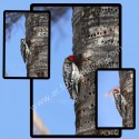 triptico pajaro
