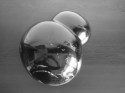 Graines jointes