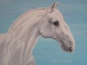 Lippizan horse portrait