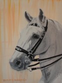 Lippizan horse portrait with special bridle