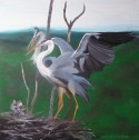 Grey herons family