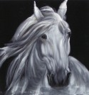 White horse portrait
