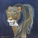 Lion female walking